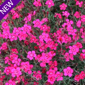 Dianthus deltoides 'Red Gem' 